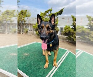 German Shepherd Dog Dogs for adoption in Seal Beach, CA, USA