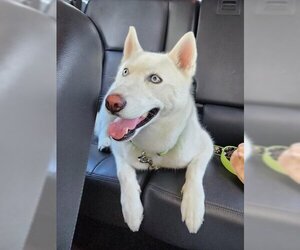 German Shepherd Dog-Siberian Husky Mix Dogs for adoption in Tampa, FL, USA