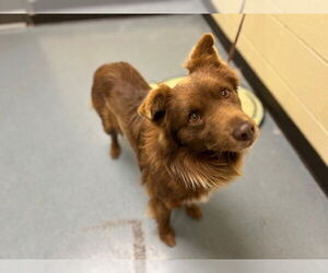 Australian Shepherd Dogs for adoption in Denver, CO, USA