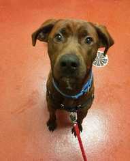 Labrador Retriever Dogs for adoption in Accident, MD, USA