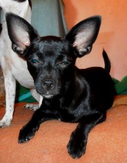 Chihuahua Dogs for adoption in Albany, OR, USA