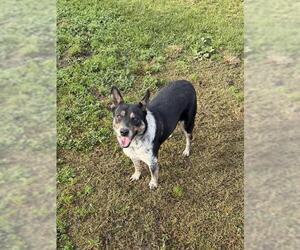 Texas Heeler Dogs for adoption in Riverside, CA, USA