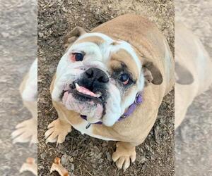 Bulldog Dogs for adoption in Mt Vernon, IN, USA