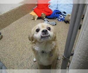 Chihuahua-Tibetan Spaniel Mix Dogs for adoption in Springfield, MA, USA