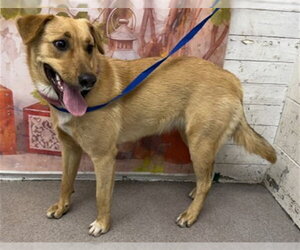 German Shepherd Dog-Unknown Mix Dogs for adoption in San Bernardino, CA, USA