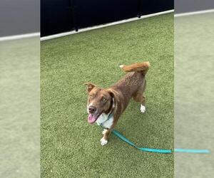 Border Collie Dogs for adoption in San Martin, CA, USA