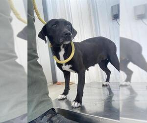 Chihuahua Dogs for adoption in Bakersfield, CA, USA