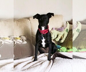 Basenji Dogs for adoption in Arlington, VA, USA