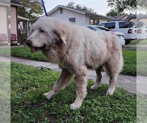 Great Pyrenees-Unknown Mix Dogs for adoption in San Antonio, TX, USA