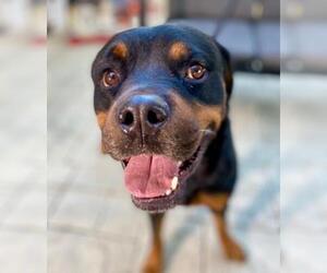 Rottweiler Dogs for adoption in Lake Forest, CA, USA