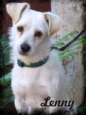 Chiweenie Dogs for adoption in Salt Lake City, UT, USA