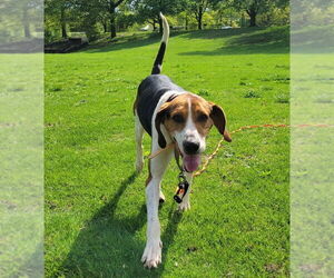 Medium Photo #1 Treeing Walker Coonhound Puppy For Sale in Bloomingdale, NJ, USA