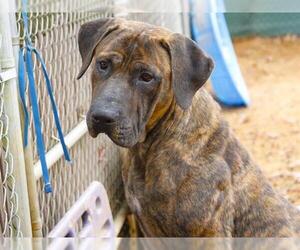 Mastiff-Unknown Mix Dogs for adoption in Tallahassee, FL, USA