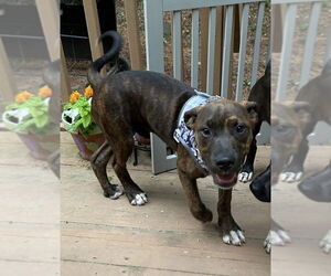 Bulldog Dogs for adoption in Tarrytown, GA, USA