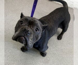 American Pit Bull Terrier Dogs for adoption in San Bernardino, CA, USA