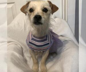 Jack Russell Terrier-Unknown Mix Dogs for adoption in Fresno, CA, USA