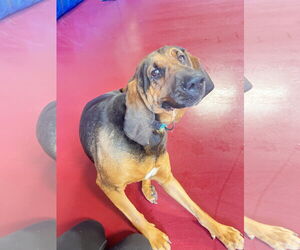 Bloodhound-Unknown Mix Dogs for adoption in Webster, WI, USA