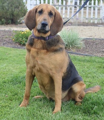 Bloodhound Dogs for adoption in Palo Alto, CA, USA