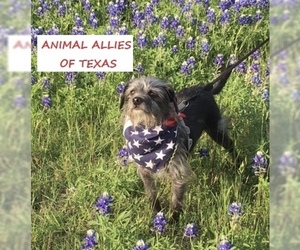 Mutt Dogs for adoption in Garland, TX, USA
