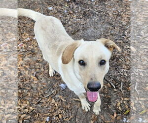 Labrador Retriever-Unknown Mix Dogs for adoption in Melrose, FL, USA