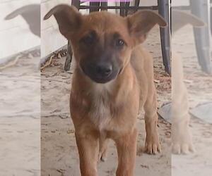 Mutt Dogs for adoption in San Antonio, TX, USA