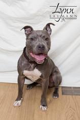 American Pit Bull Terrier Dogs for adoption in Chaska, MN, USA