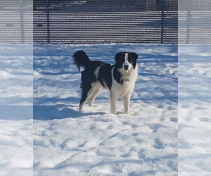 Border Collie Dogs for adoption in Highland, IL, USA