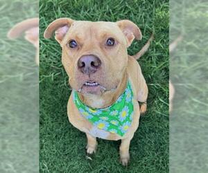 American Pit Bull Terrier Dogs for adoption in Tulsa, OK, USA