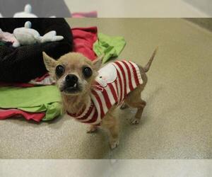 Chihuahua Dogs for adoption in Vero Beach, FL, USA
