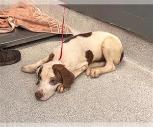 American Staffordshire Terrier-Unknown Mix Dogs for adoption in Tallahassee, FL, USA