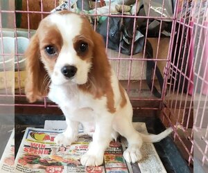 Cavalier King Charles Spaniel Dogs for adoption in Mountain View, MO, USA