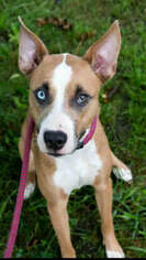 American Pit Bull Terrier-Unknown Mix Dogs for adoption in Toledo, OH, USA