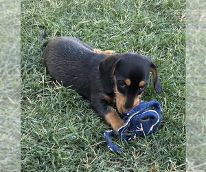 Dachshund Dogs for adoption in Hesperia, CA, USA