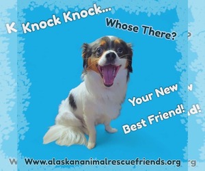 Chihuahua-Unknown Mix Dogs for adoption in Anchorage, AK, USA