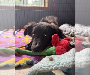 Labrador Retriever-Unknown Mix Dogs for adoption in Mundelein, IL, USA