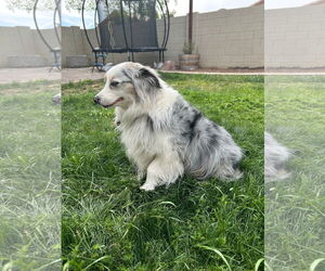 Australian Shepherd Dogs for adoption in Chandler, AZ, USA