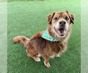 Golden Retriever-Unknown Mix Dogs for adoption in Murfreesboro, TN, USA
