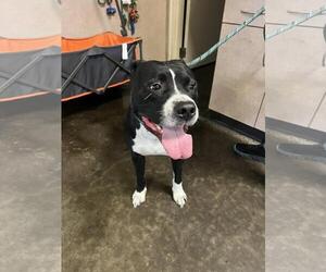 American Pit Bull Terrier-Unknown Mix Dogs for adoption in Rockwall, TX, USA