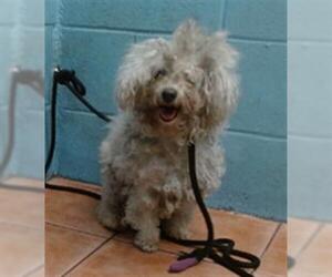 Maltese-Unknown Mix Dogs for adoption in Downey, CA, USA