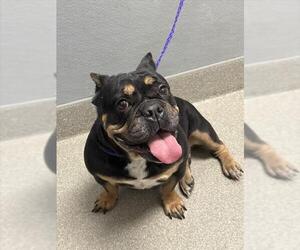 American Pit Bull Terrier-Bulldog Mix Dogs for adoption in Las Vegas, NV, USA