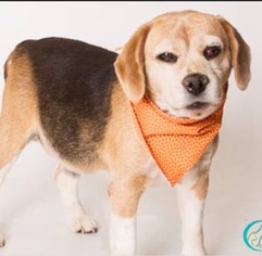 Beagle Dogs for adoption in Santa Monica, CA, USA