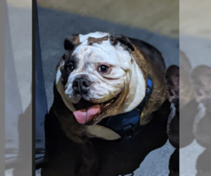 Bulldog Dogs for adoption in San Diego , CA, USA