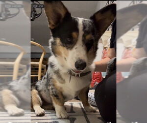 Cardigan Welsh Corgi Dogs for adoption in Springdale, PA, USA