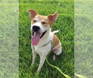 Basenji-Unknown Mix Dogs for adoption in Richmond, British Columbia, Canada
