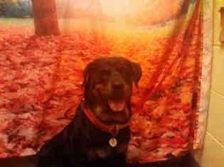 Medium Photo #1 Rottweiler Puppy For Sale in Forestville, MD, USA