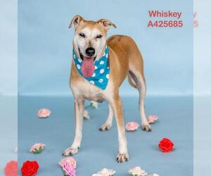 Labrador Retriever-Unknown Mix Dogs for adoption in Conroe, TX, USA