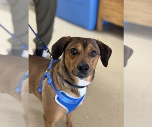 Feist Terrier-Unknown Mix Dogs for adoption in Mundelein, IL, USA