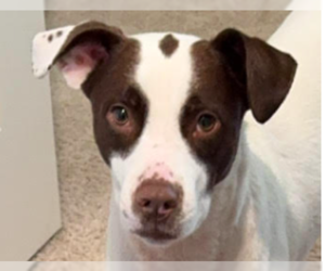 American Pit Bull Terrier-Rat Terrier Mix Dogs for adoption in Waseca, MN, USA