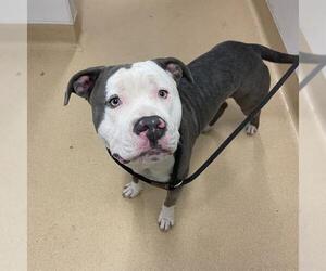 American Pit Bull Terrier Dogs for adoption in Placerville, CA, USA