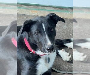 Border Collie Dogs for adoption in Alturas, CA, USA